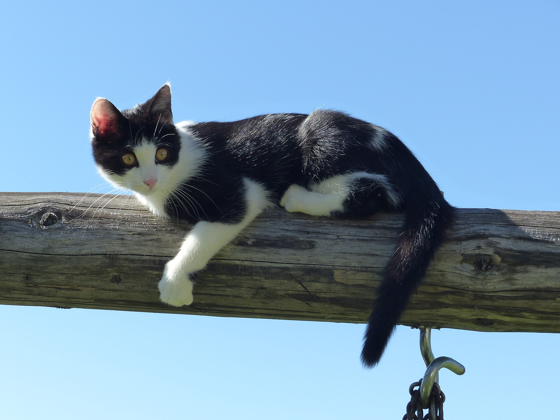 cat