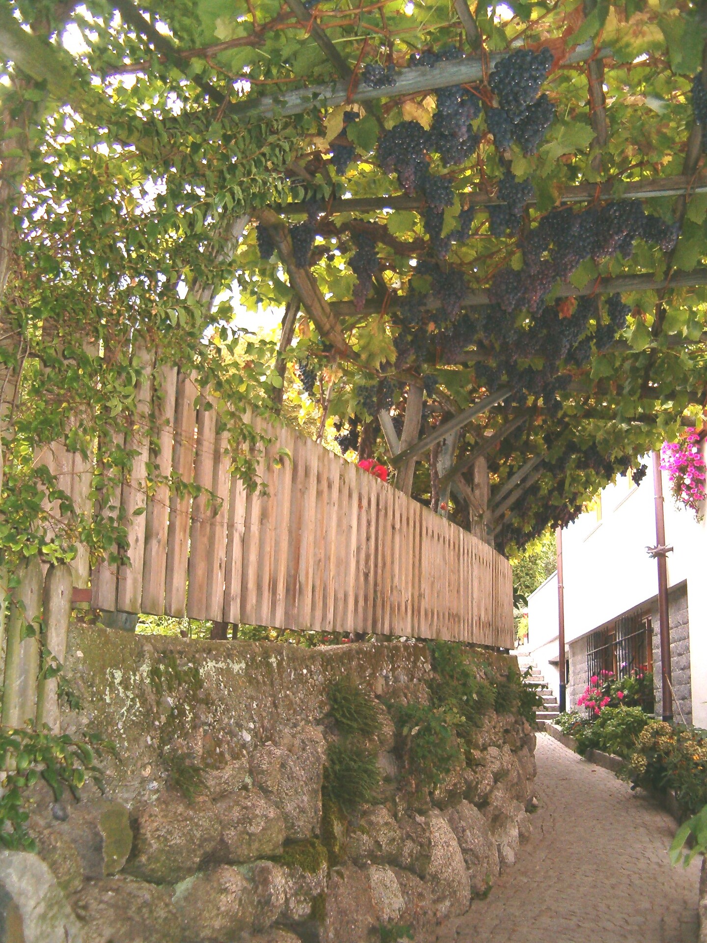 nearby alley shaded by a pergola
