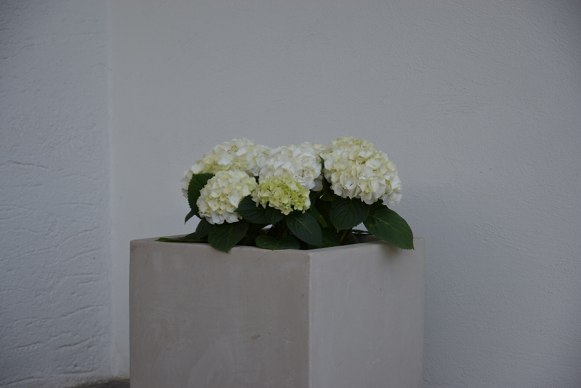 Blumen