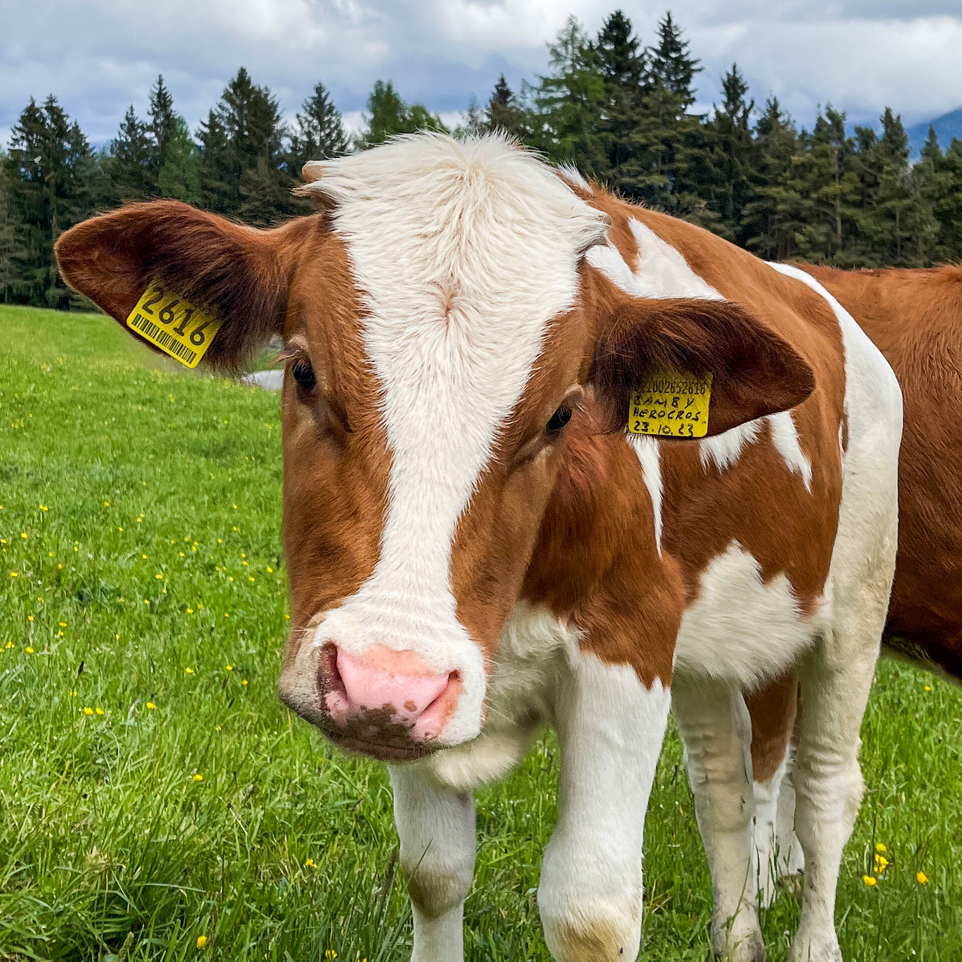 Unser Kälbchen Bamby genießt die Weide
