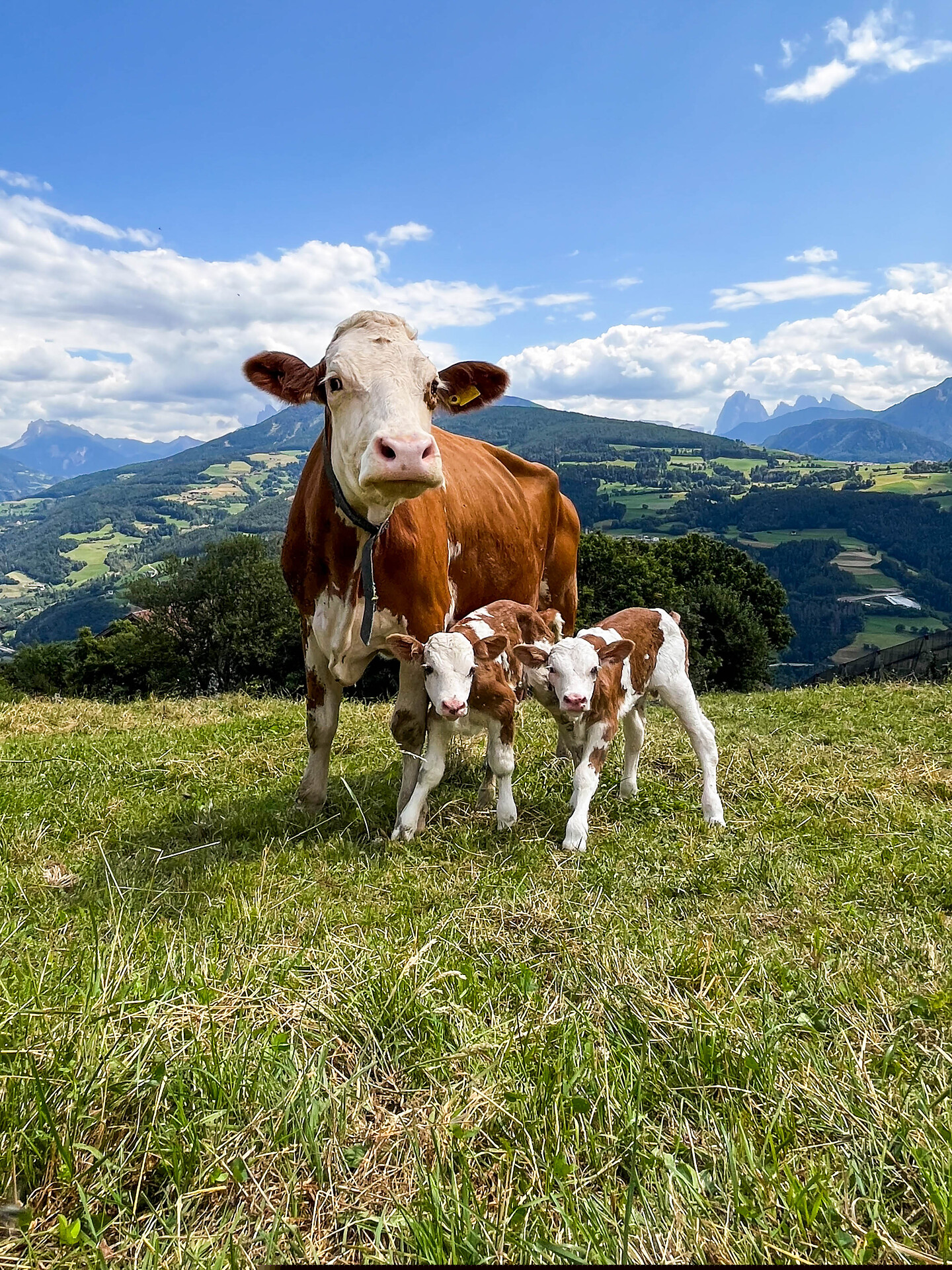 Bei uns leben Kühe mit ihren lebhaften Kälbchen, fleißige Bienen und neugierige Katzen.