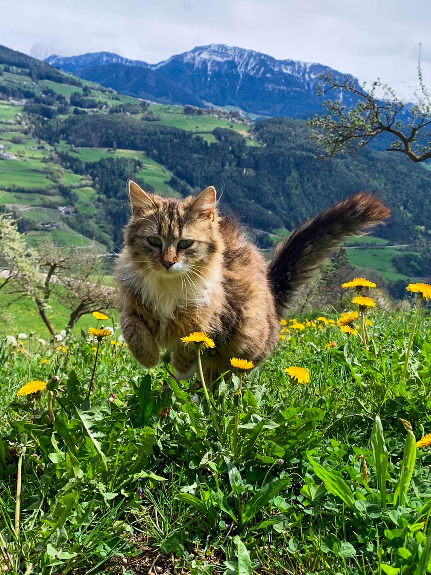 Unsere Katzen, Meister der Ruhe und Eleganz