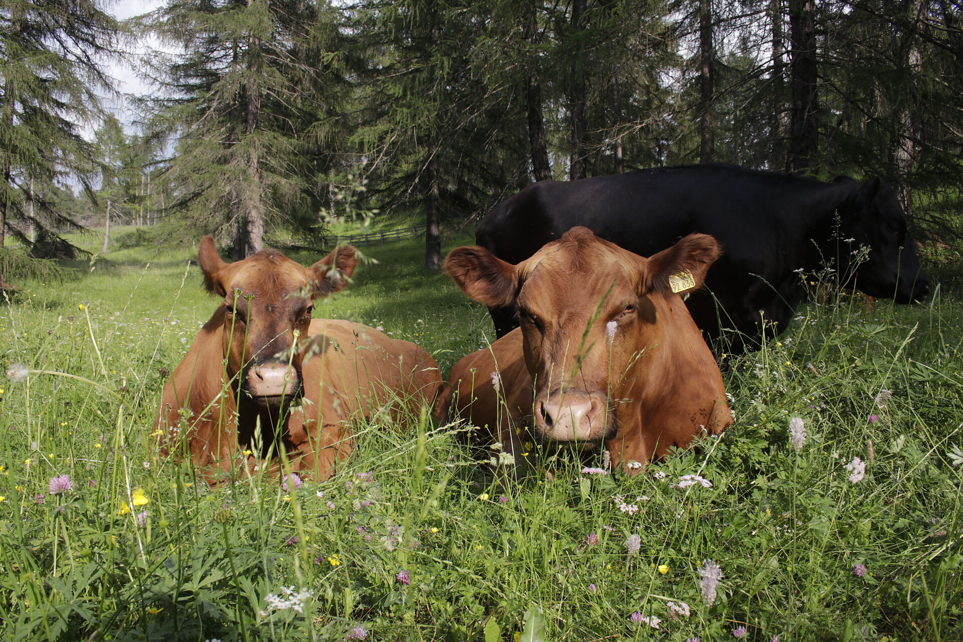Appartamenti Rasterhof -  - #25 - suedtirol.info