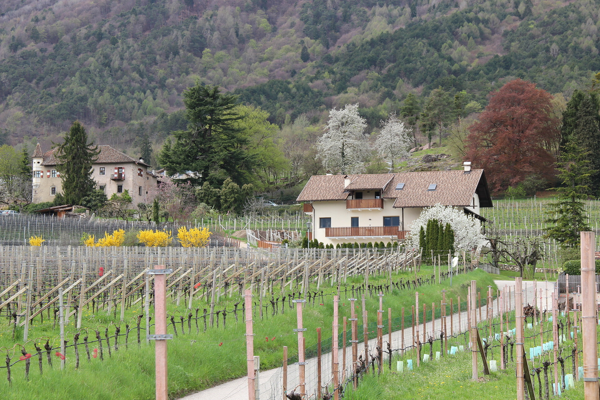 Ferienwohnung Haas Eppan an der Weinstraße 3 suedtirol.info