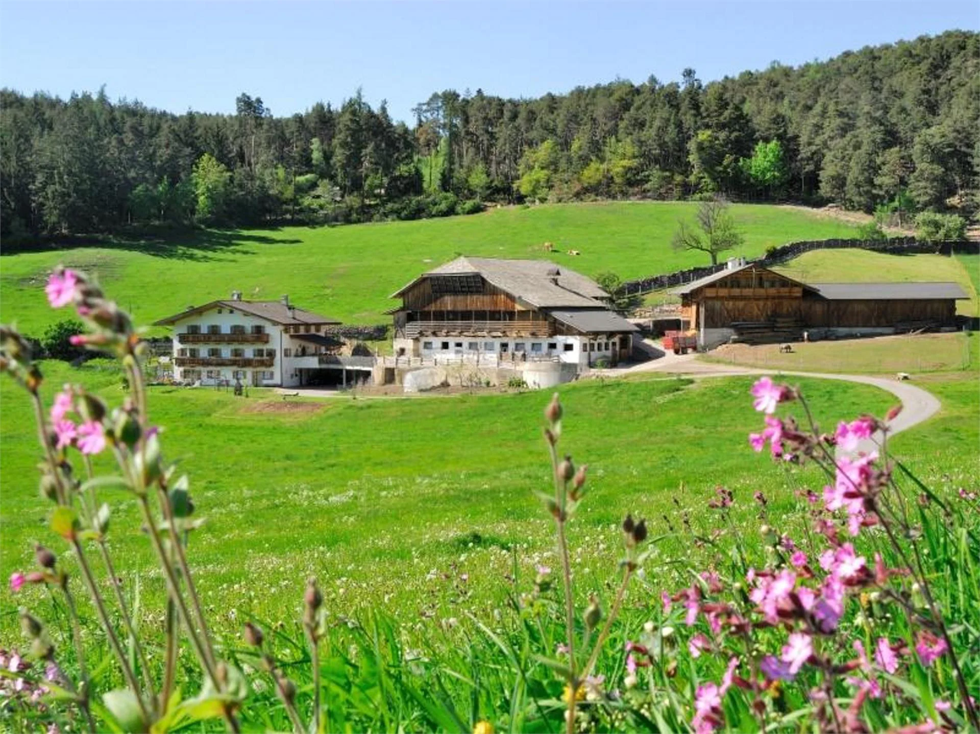 Maso Feger Castelrotto 8 suedtirol.info