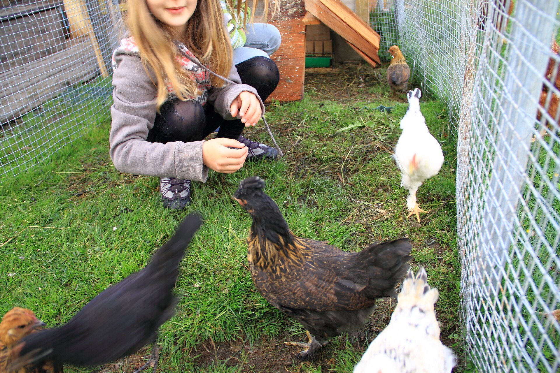 our animals