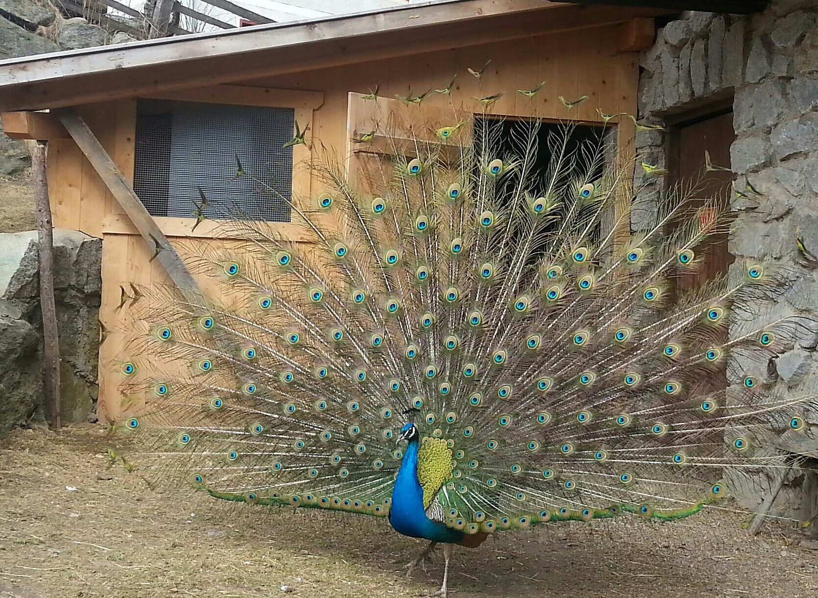..