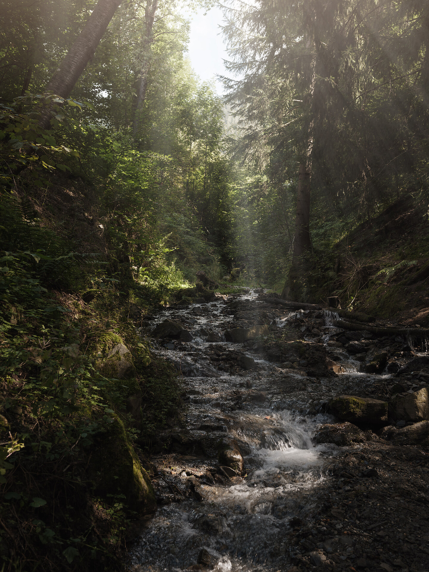 Forest SPA