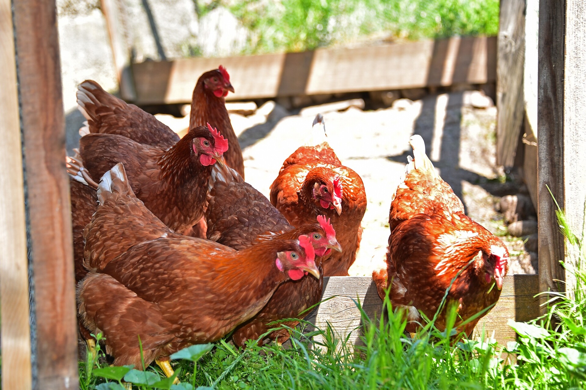 chicken