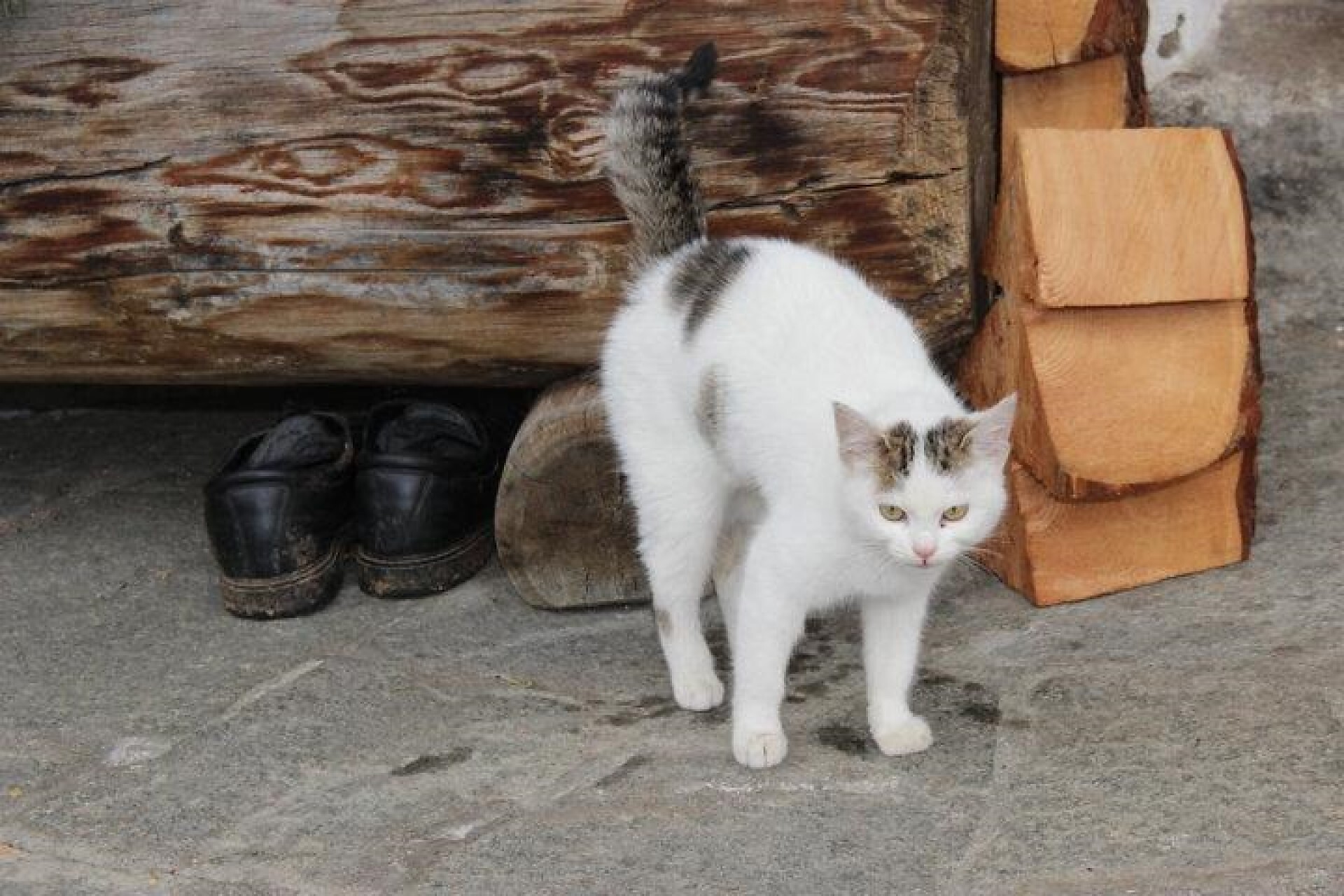 Unsere Katze "Seppl"