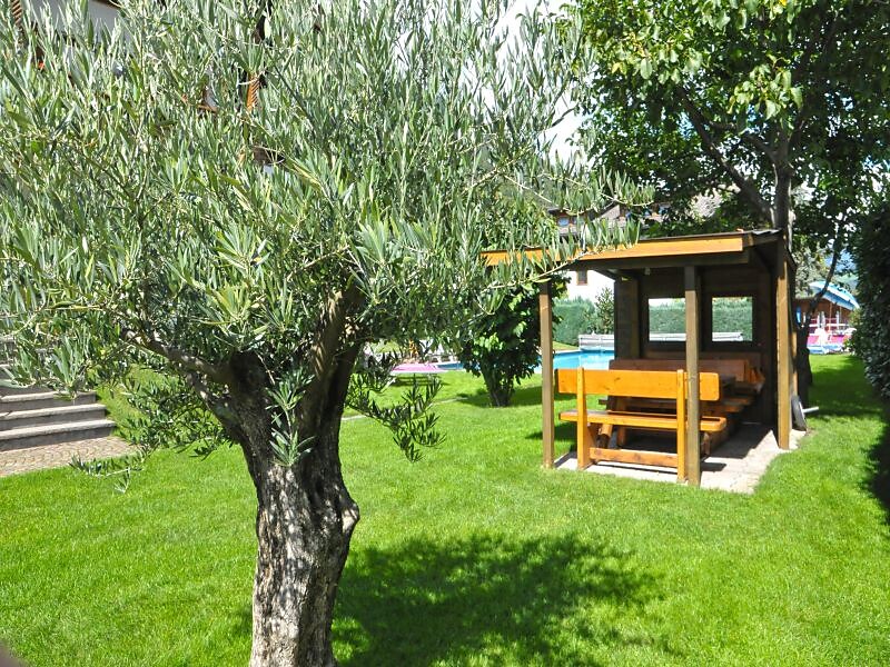 Olivenbaum