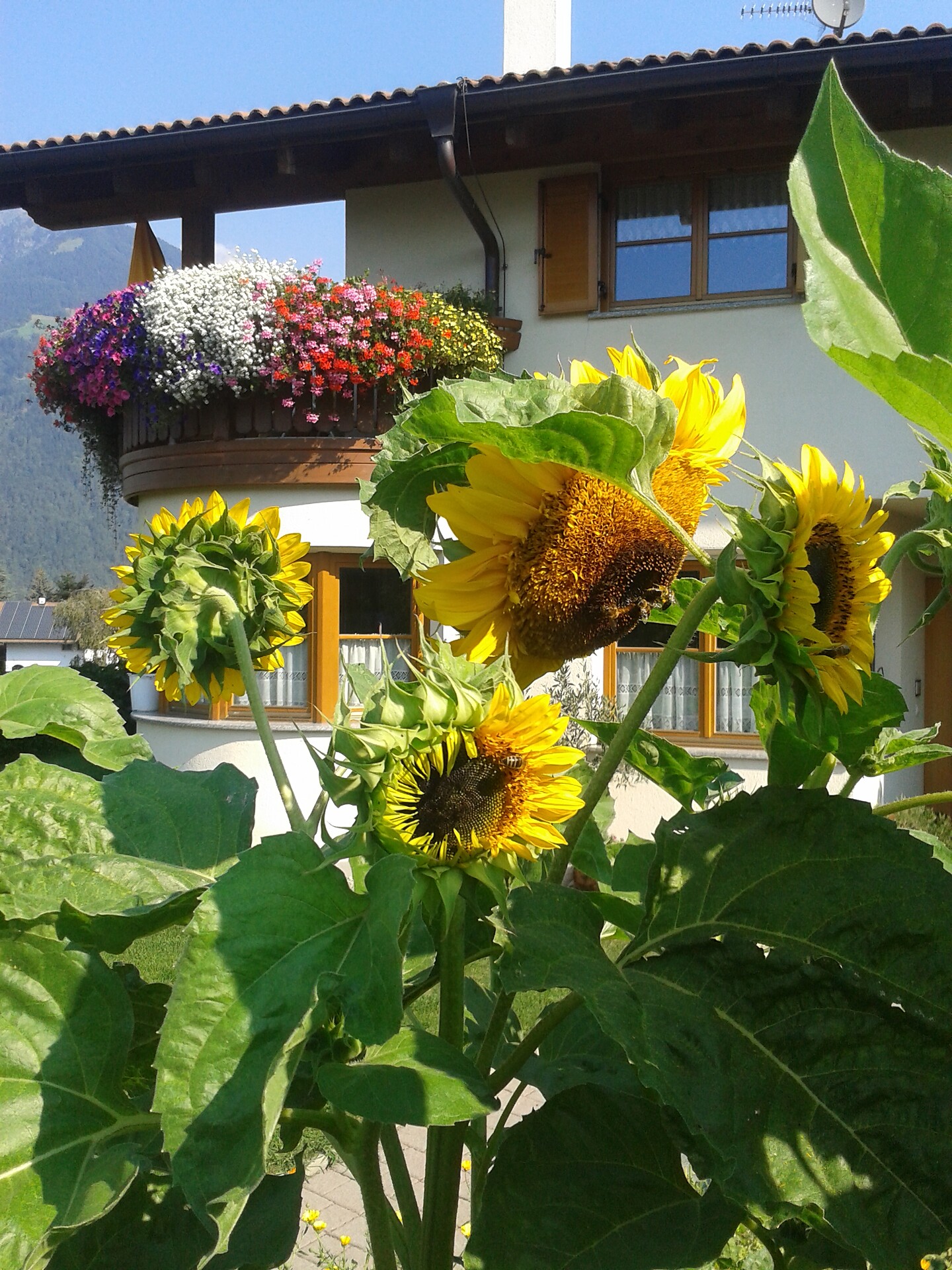 Ferienhaus Baumgartnerhof - Meran/Merano and environs - #18 - suedtirol.info