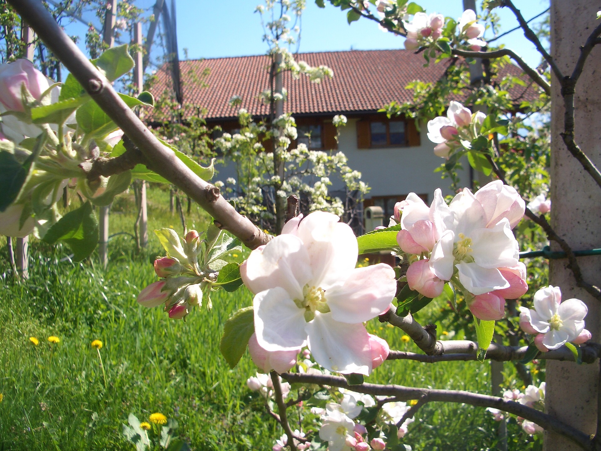 Spring