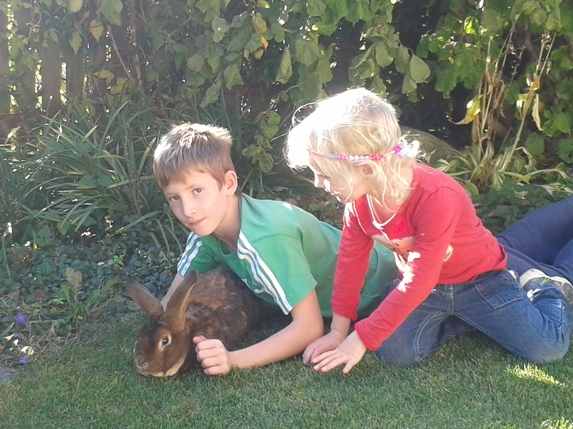 Hase