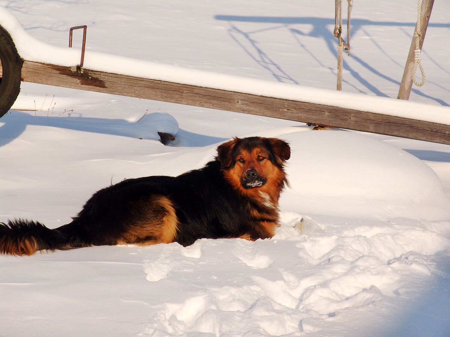 unser Hund Max