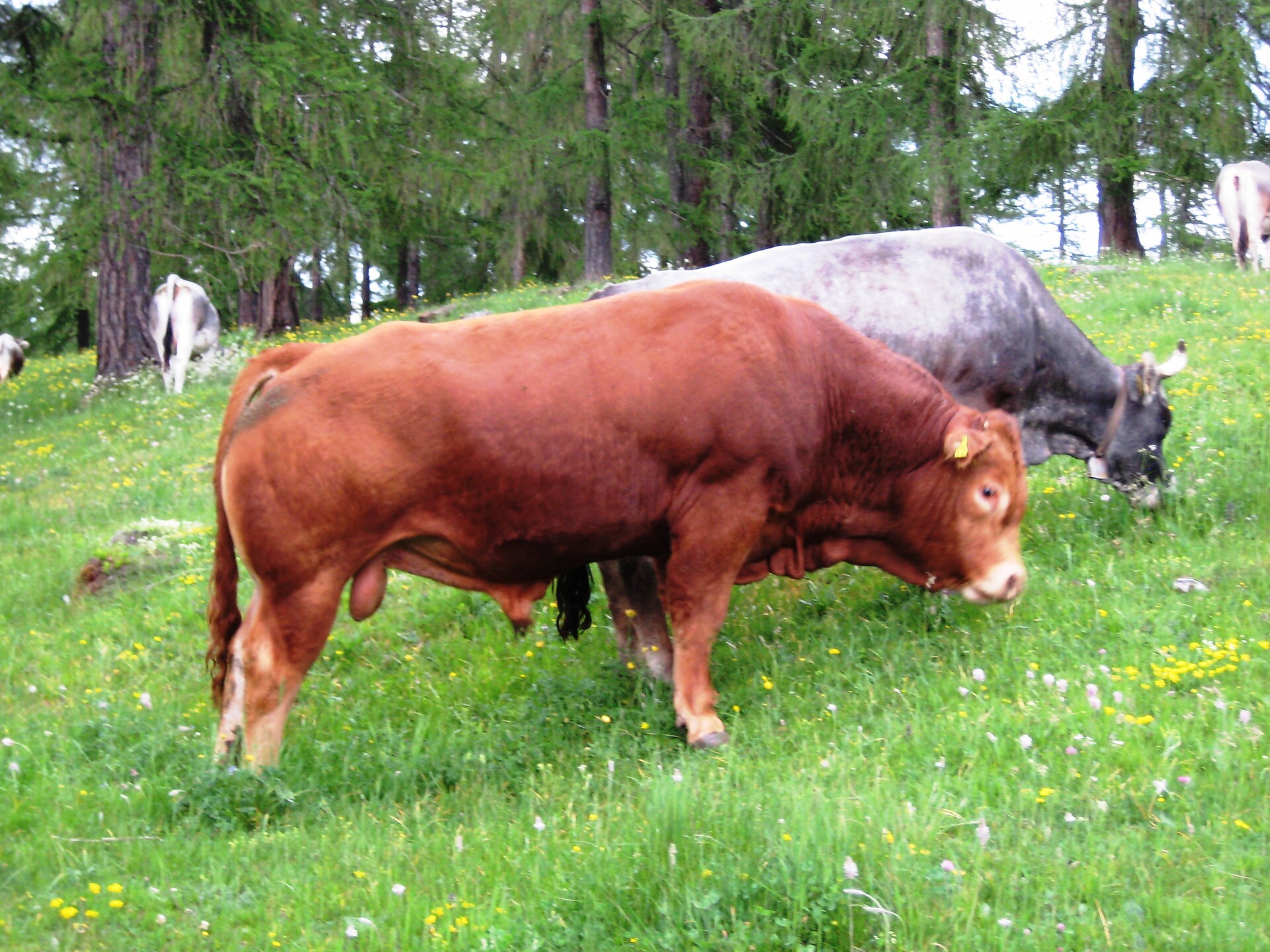 Bovini dal Schornhof
