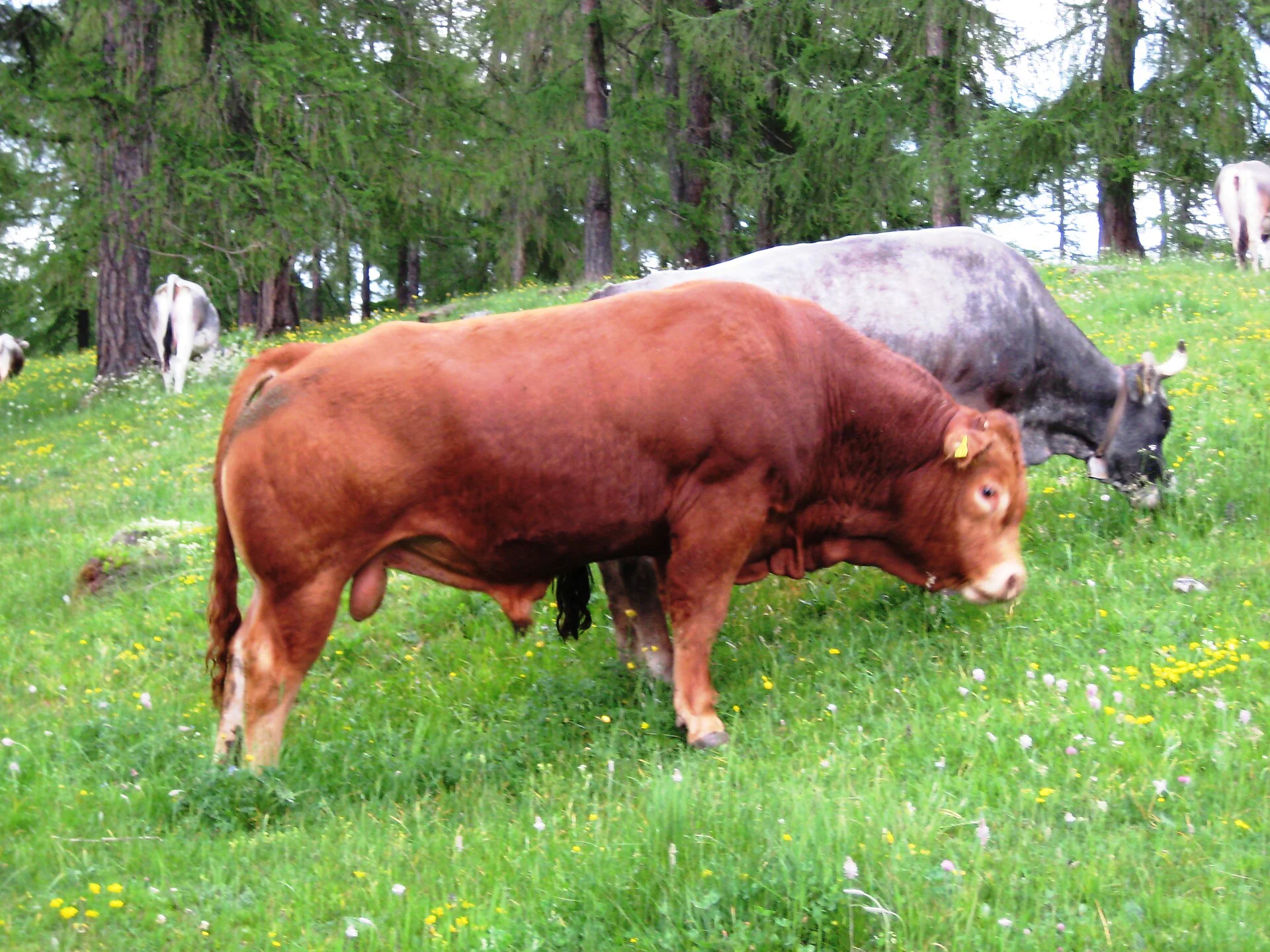 Appartamento Schornhof Aldino 16 suedtirol.info