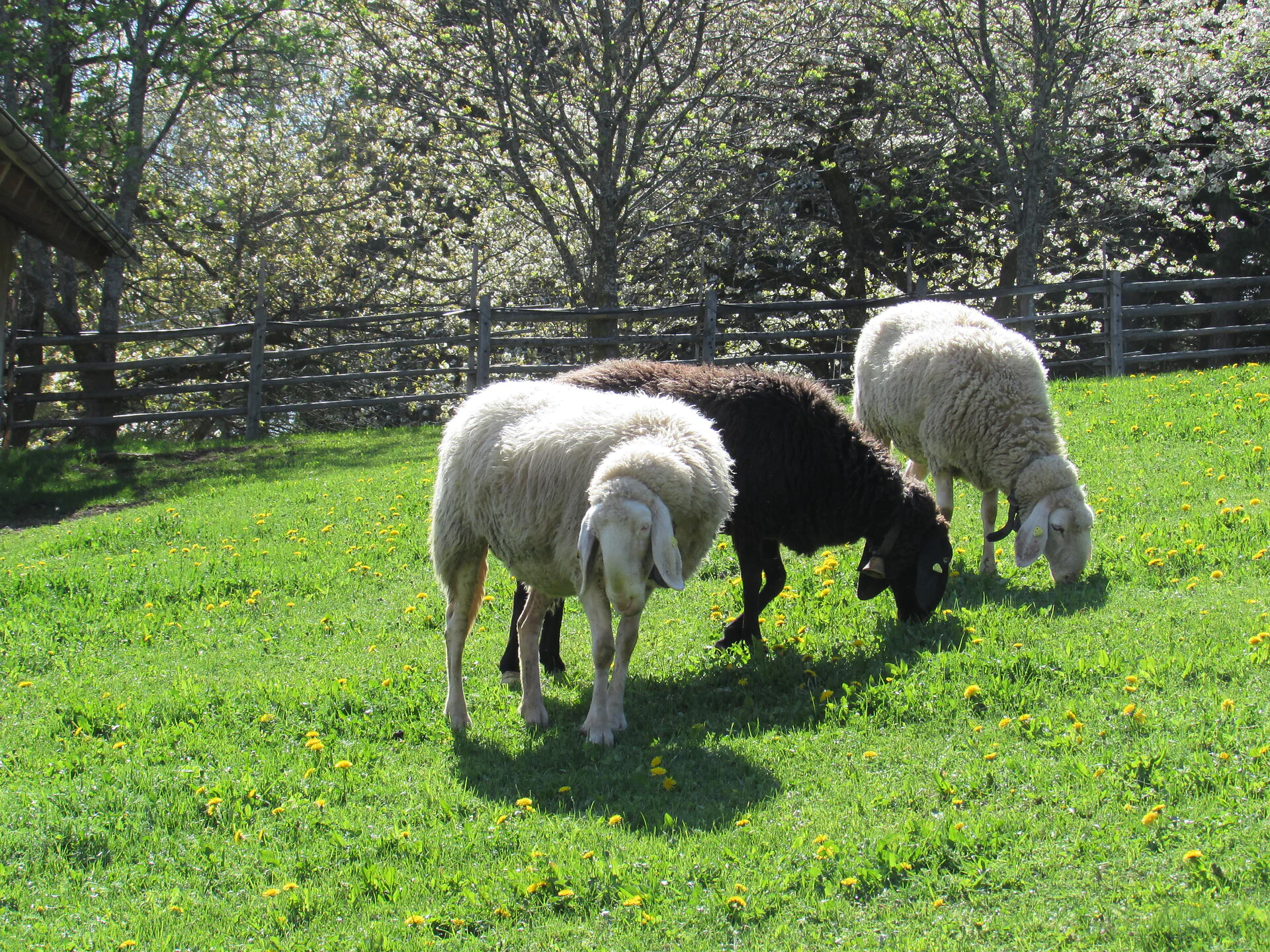 Appartamento Schornhof Aldino 17 suedtirol.info