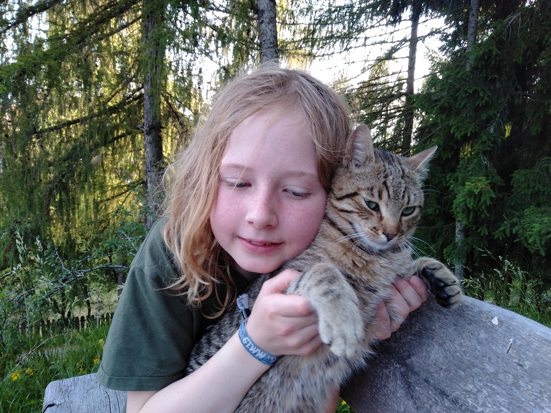 Gatto del Schornhof