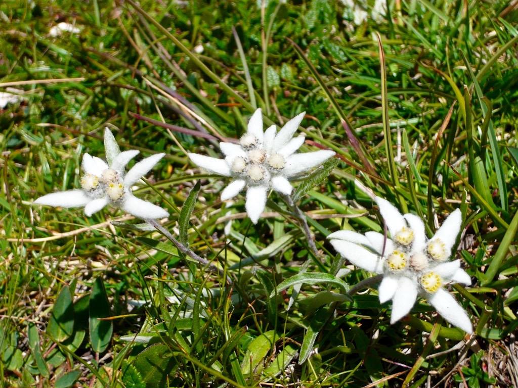 Appartamenti Sapelza Valdaora 13 suedtirol.info