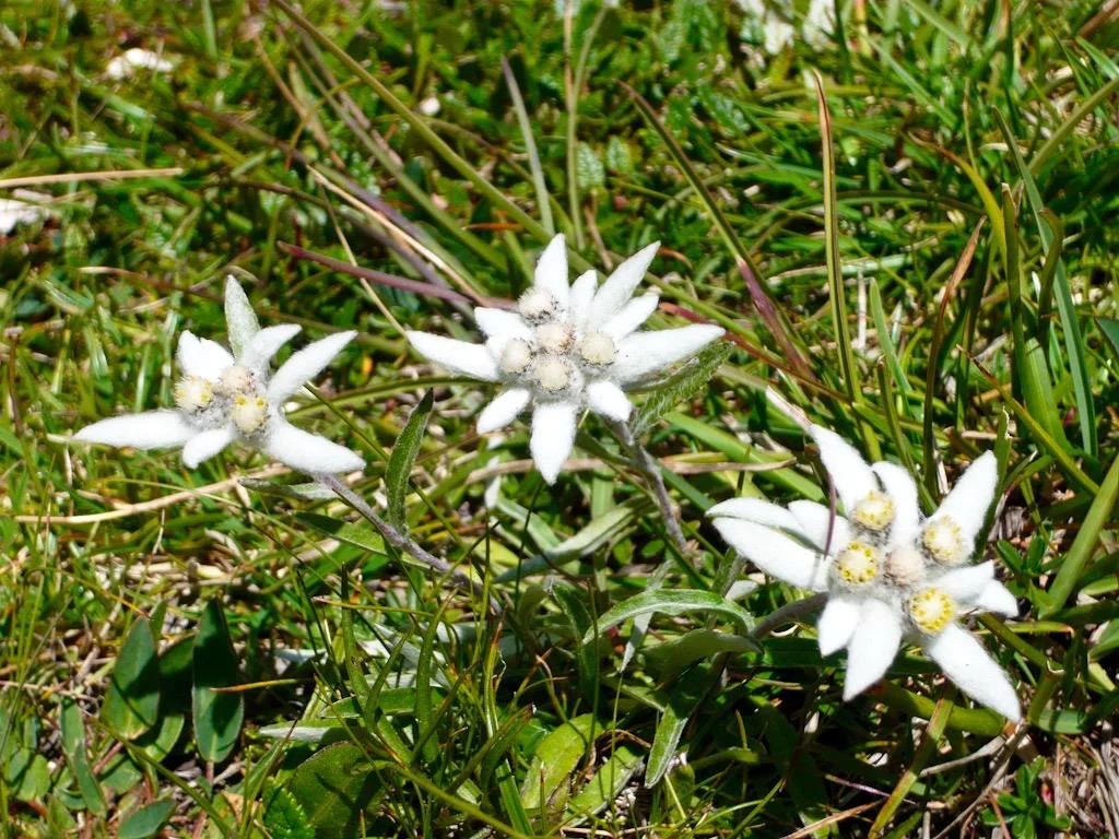 Appartamenti Sapelza Valdaora 13 suedtirol.info