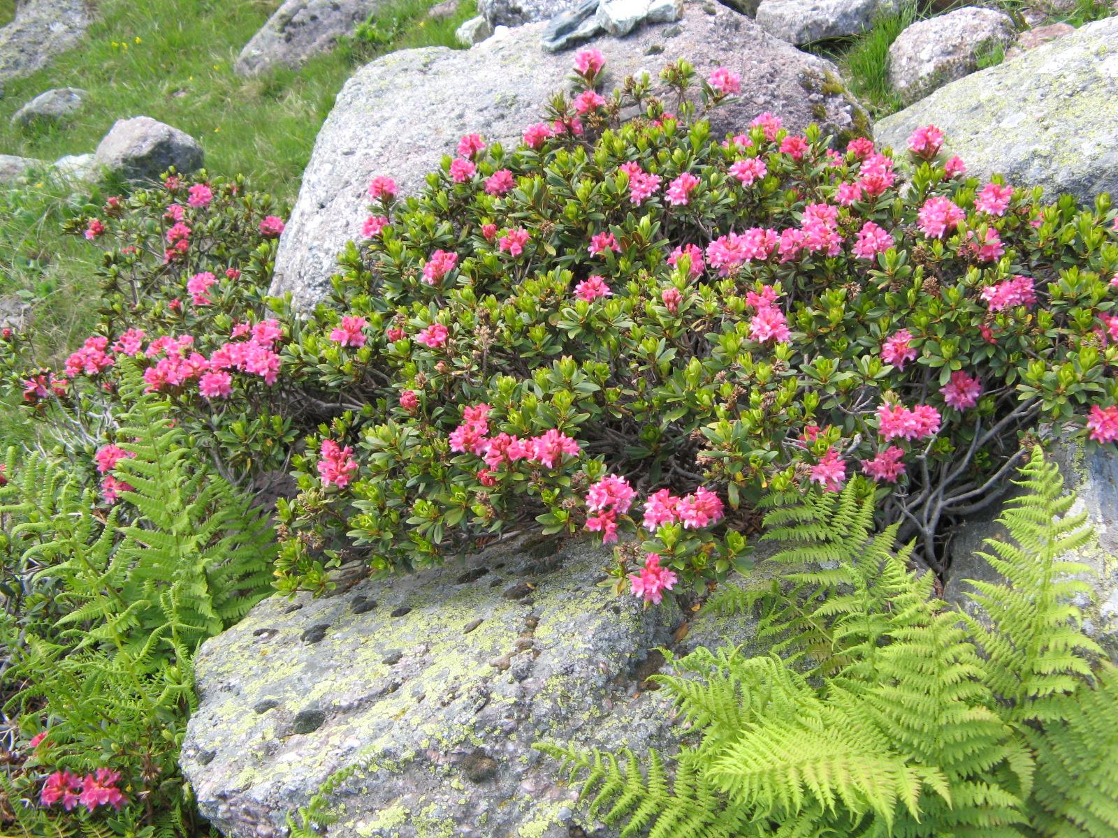 Appartamenti Sapelza Valdaora 3 suedtirol.info