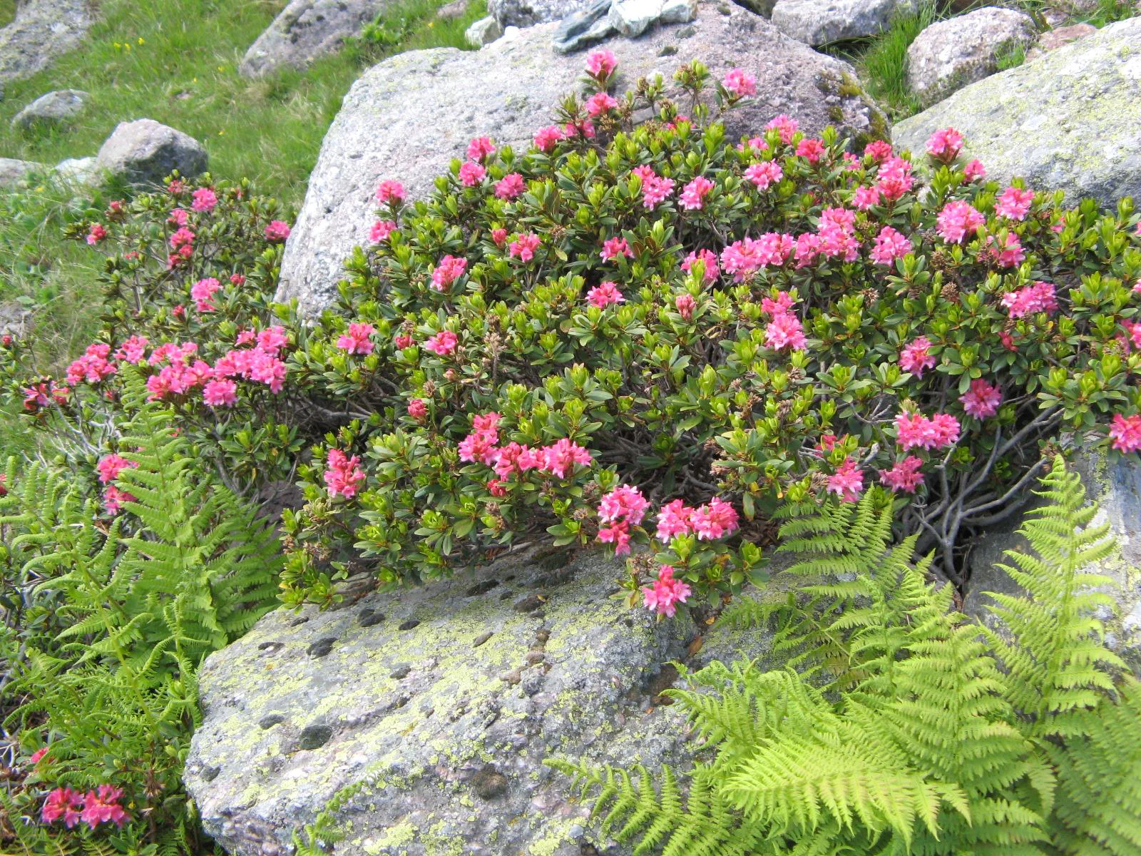 Appartamenti Sapelza Valdaora 3 suedtirol.info