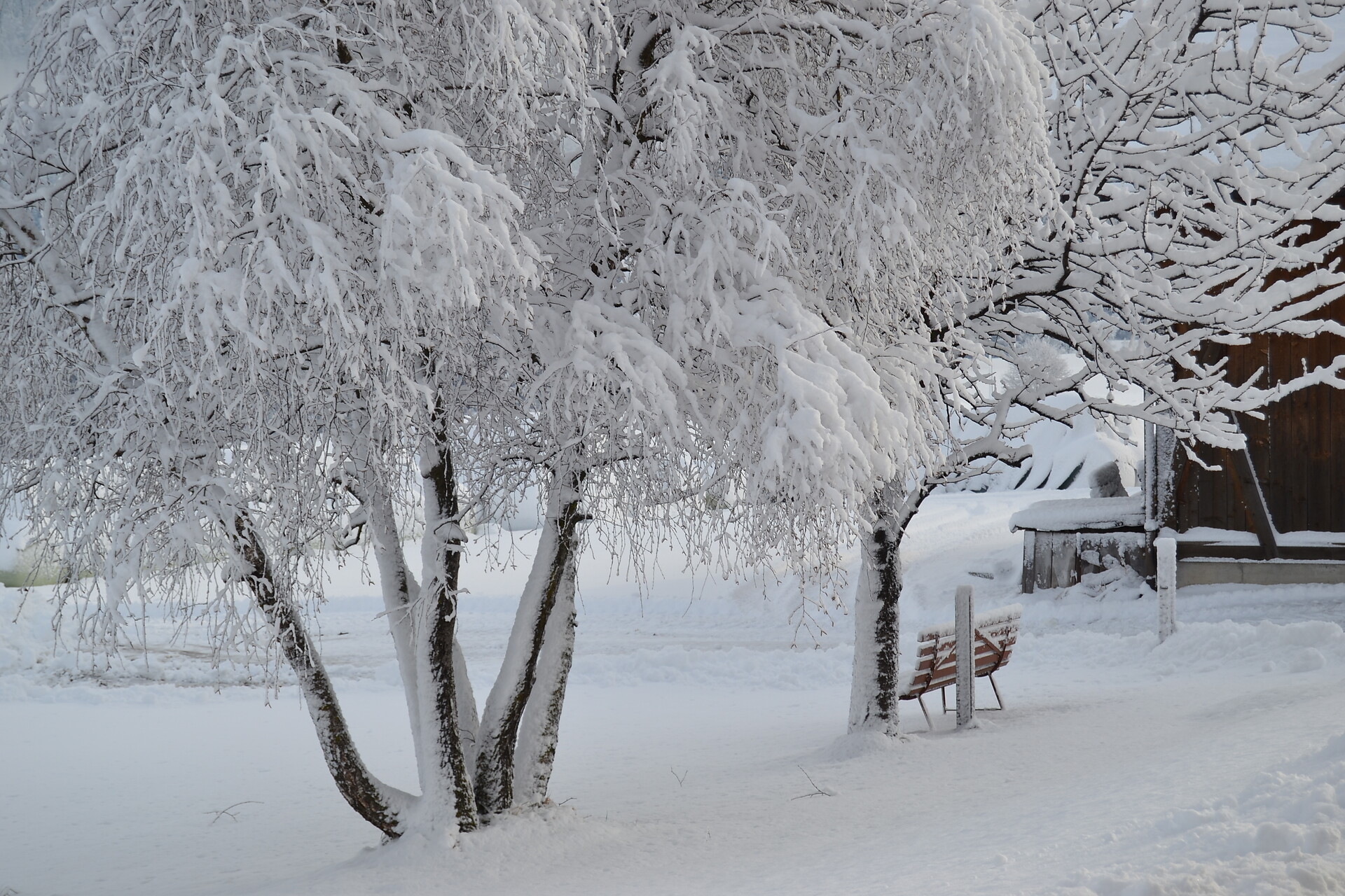 Winter