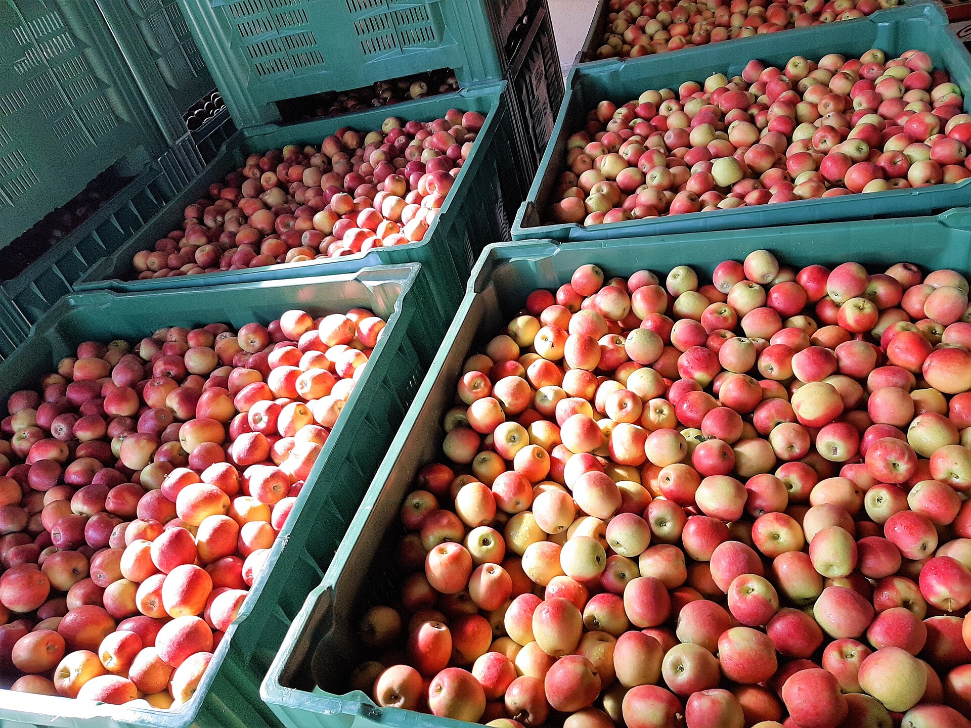 our apples