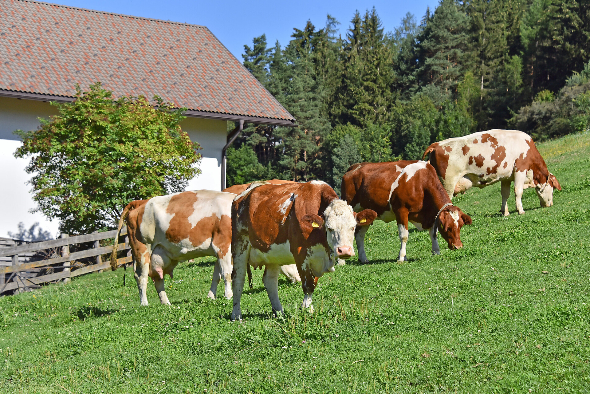 our animals