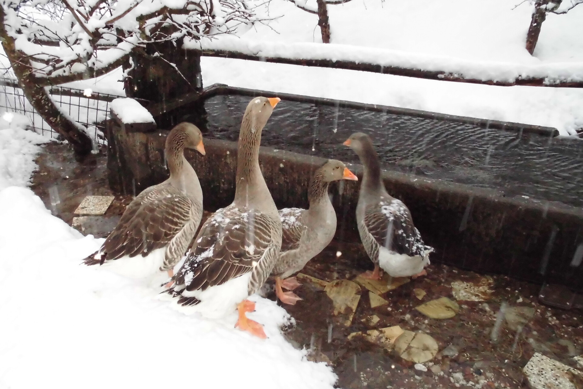 our geese