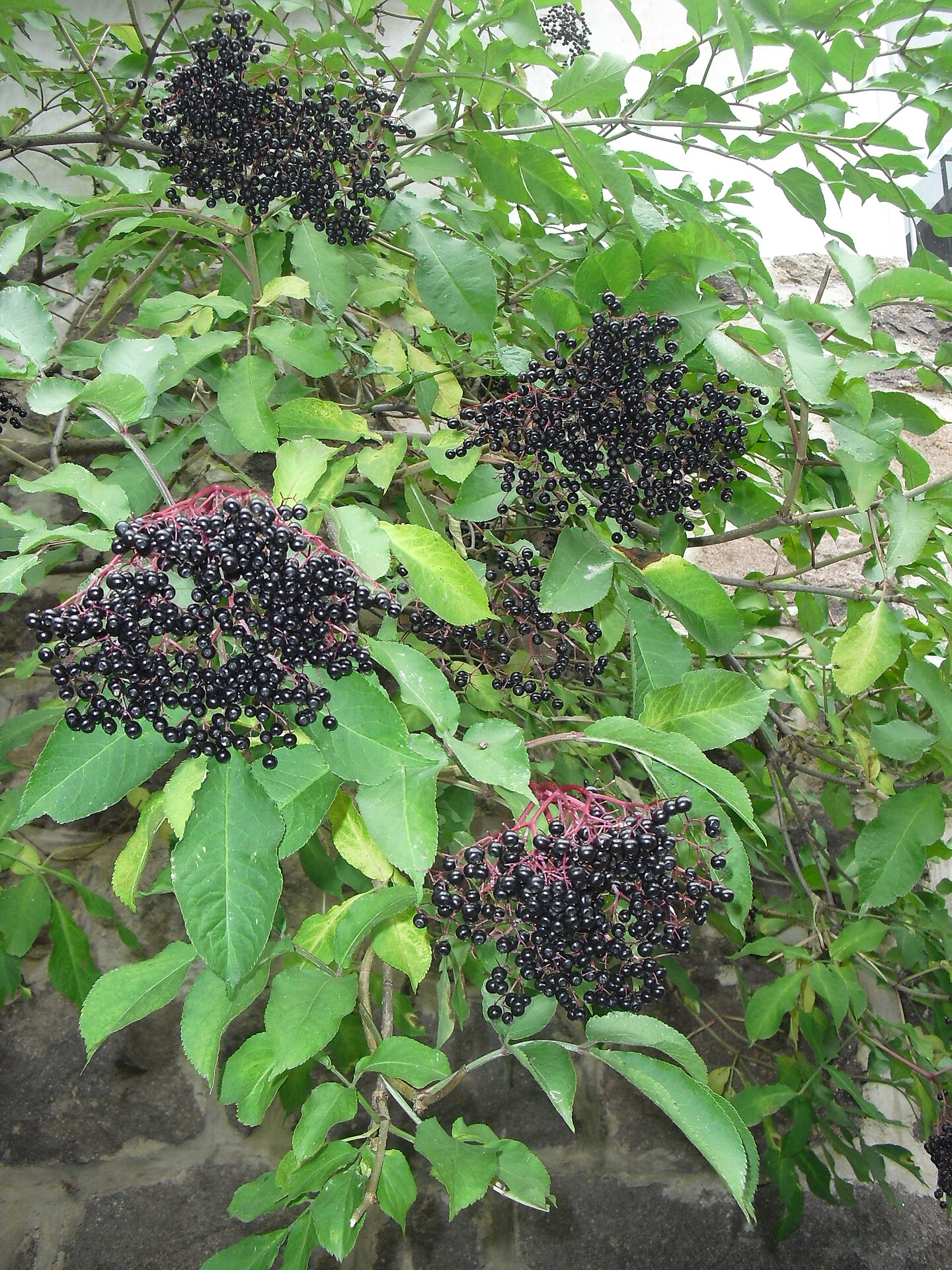 delicious sambucus