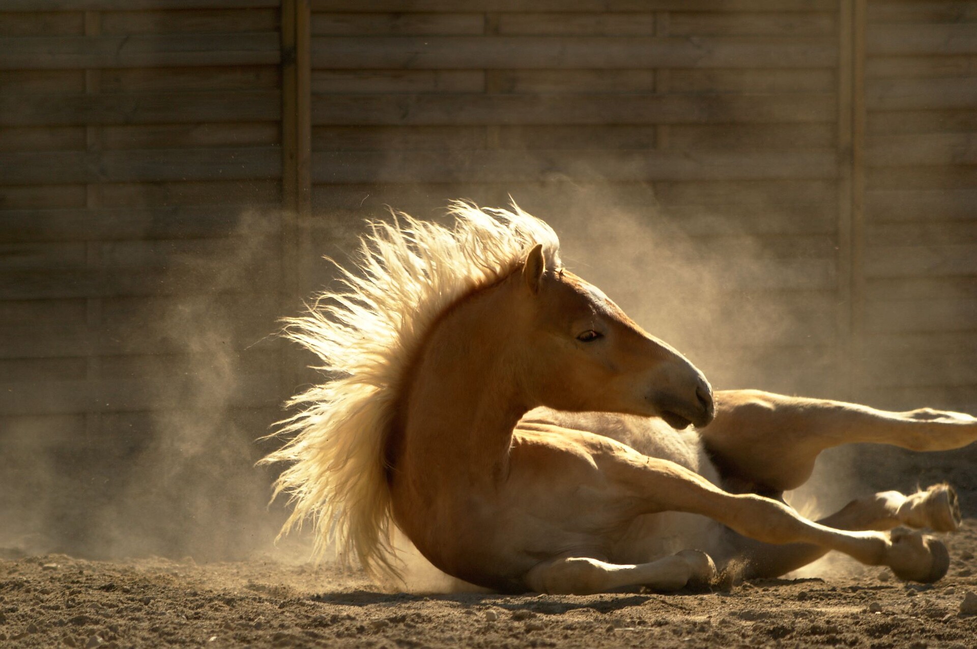 Horses