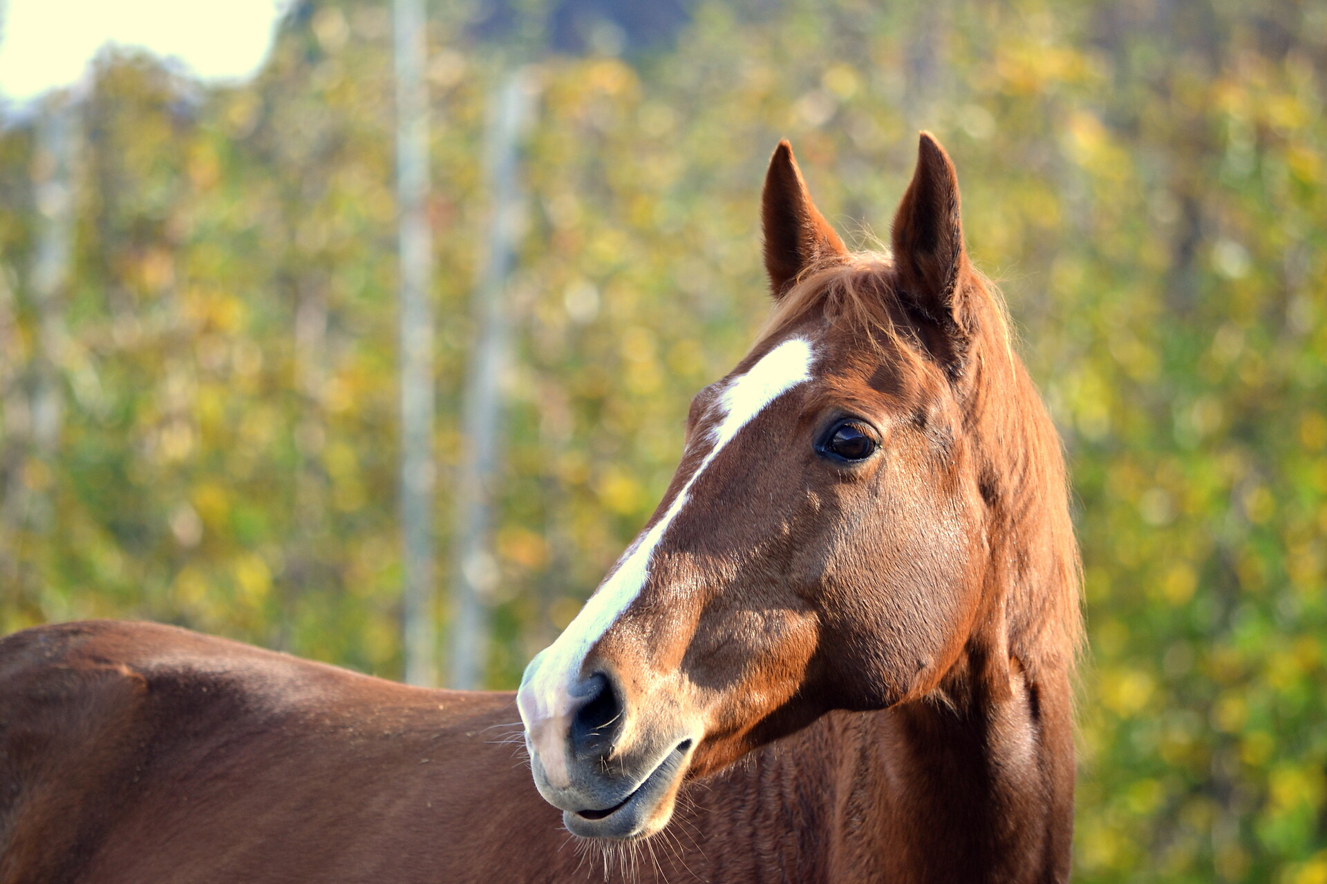 Horse