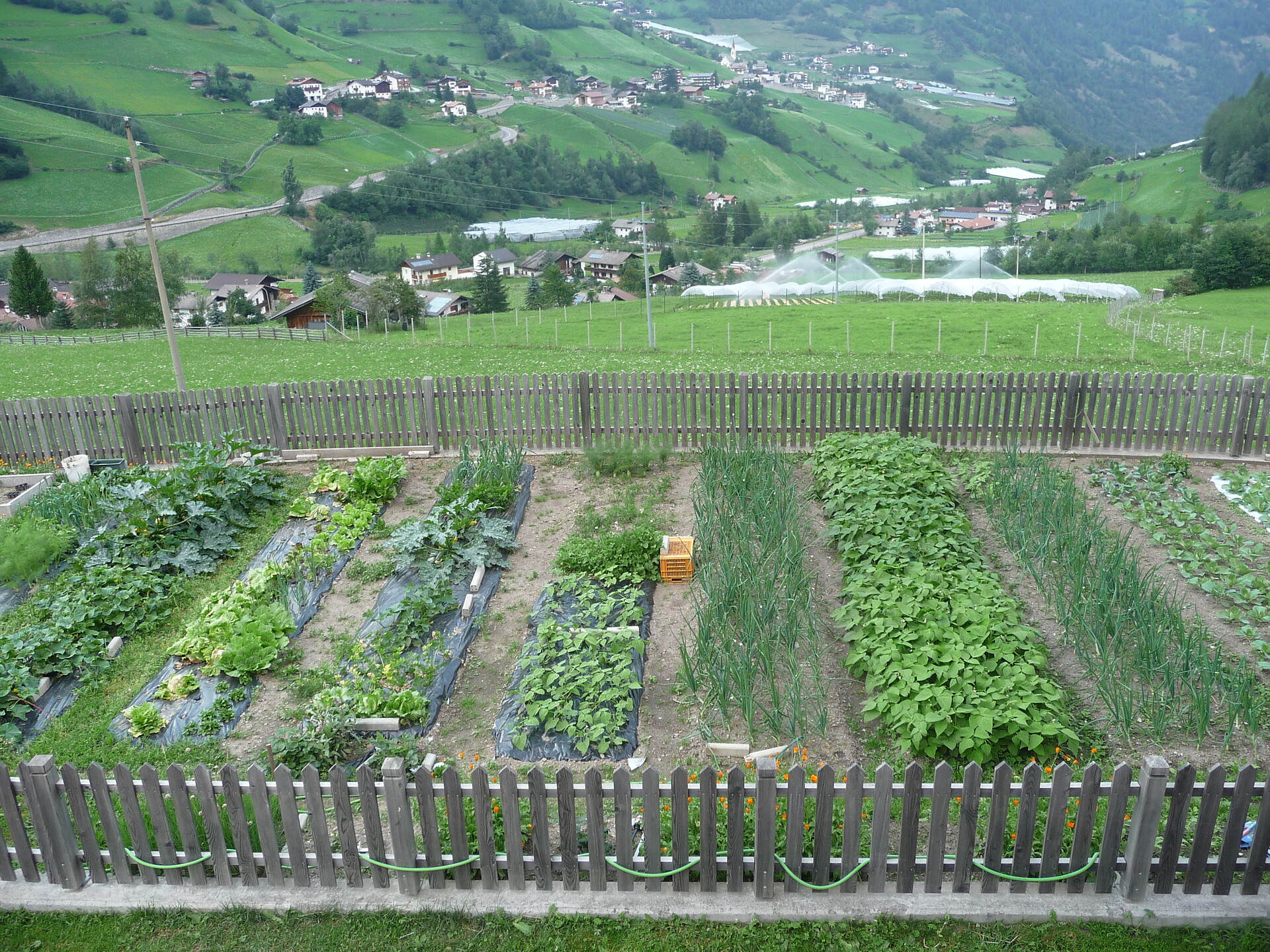 vegetable garden