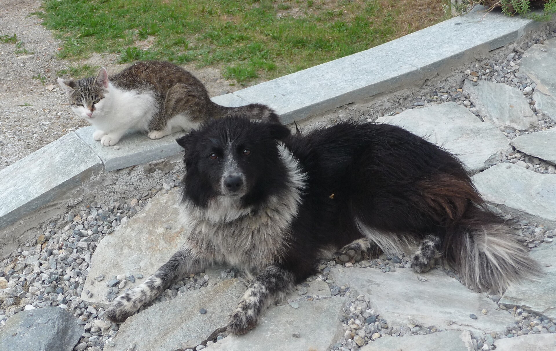 our pets