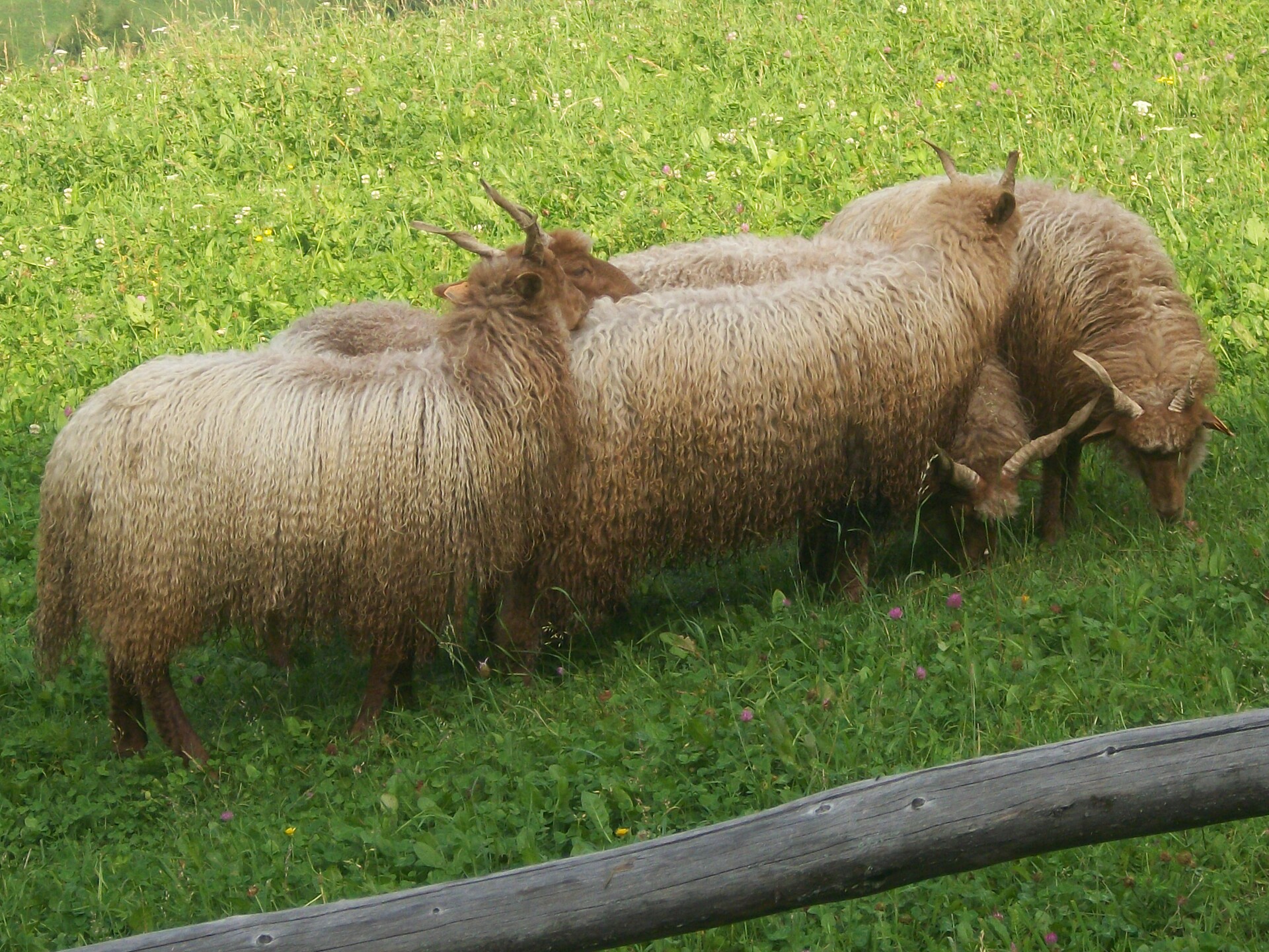 Zackelsheep