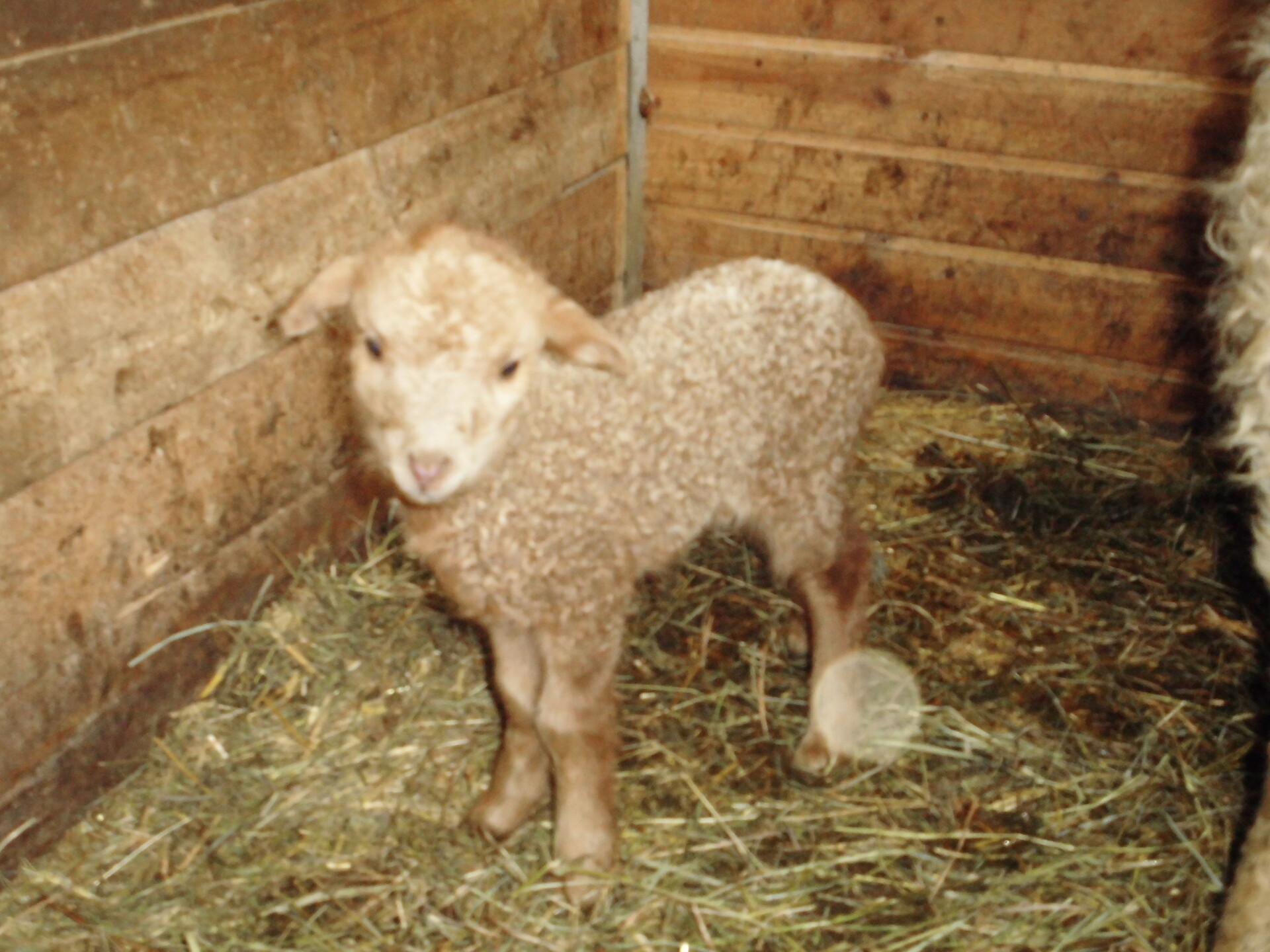 Zackel sheep lamp