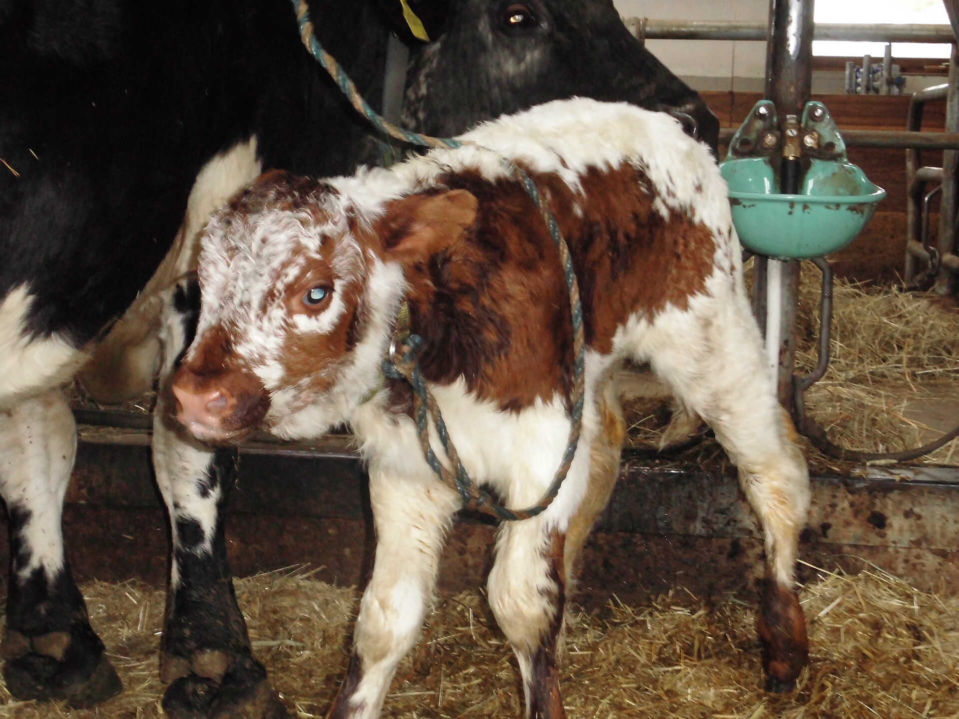 Pustertaler cattle