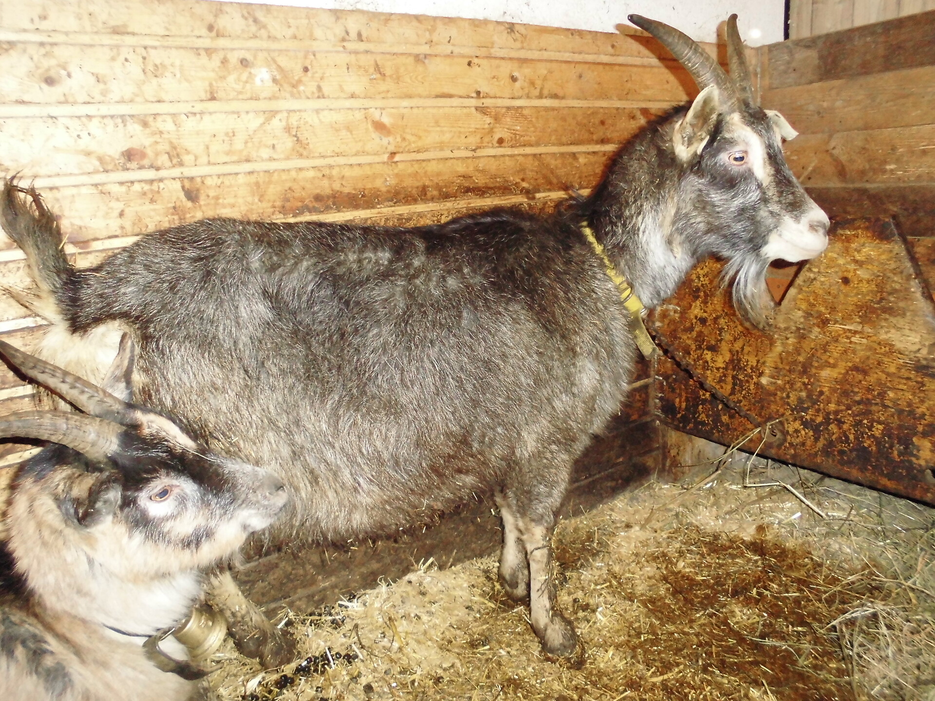 Grey goat