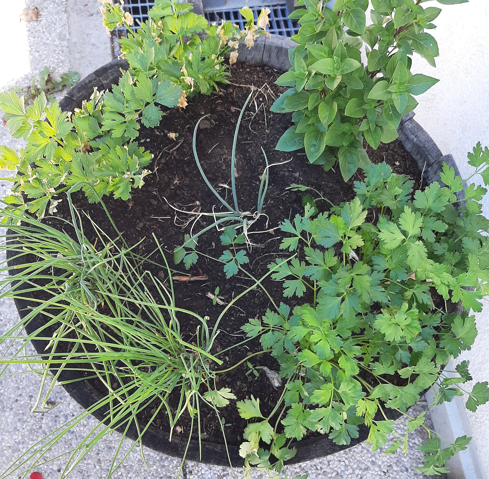 Ferienwohnung Marille - Merano e dintorni - #12 - suedtirol.info