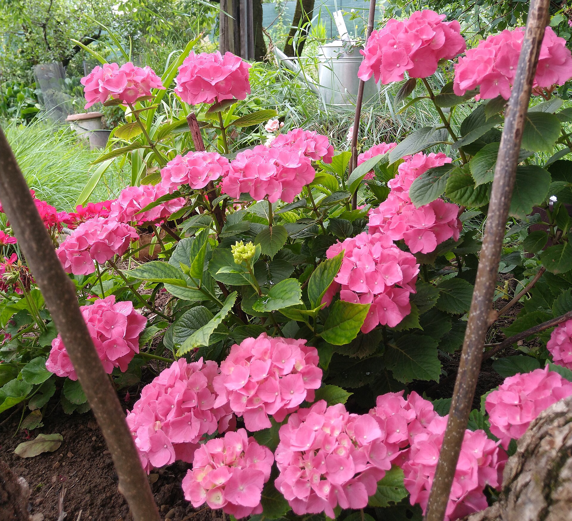 rosa Blumentraum
