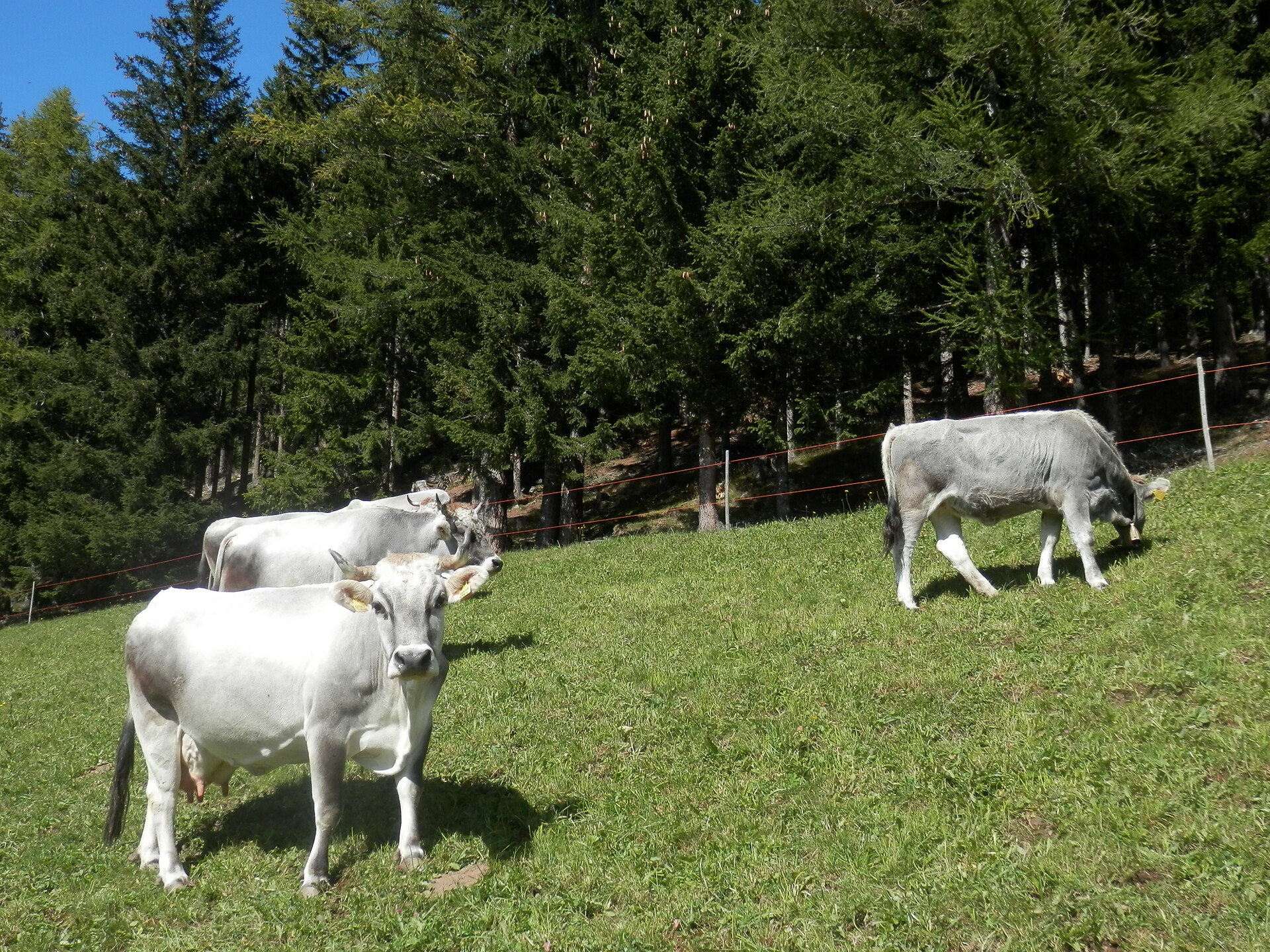 Gigglhirn Ulten 7 suedtirol.info