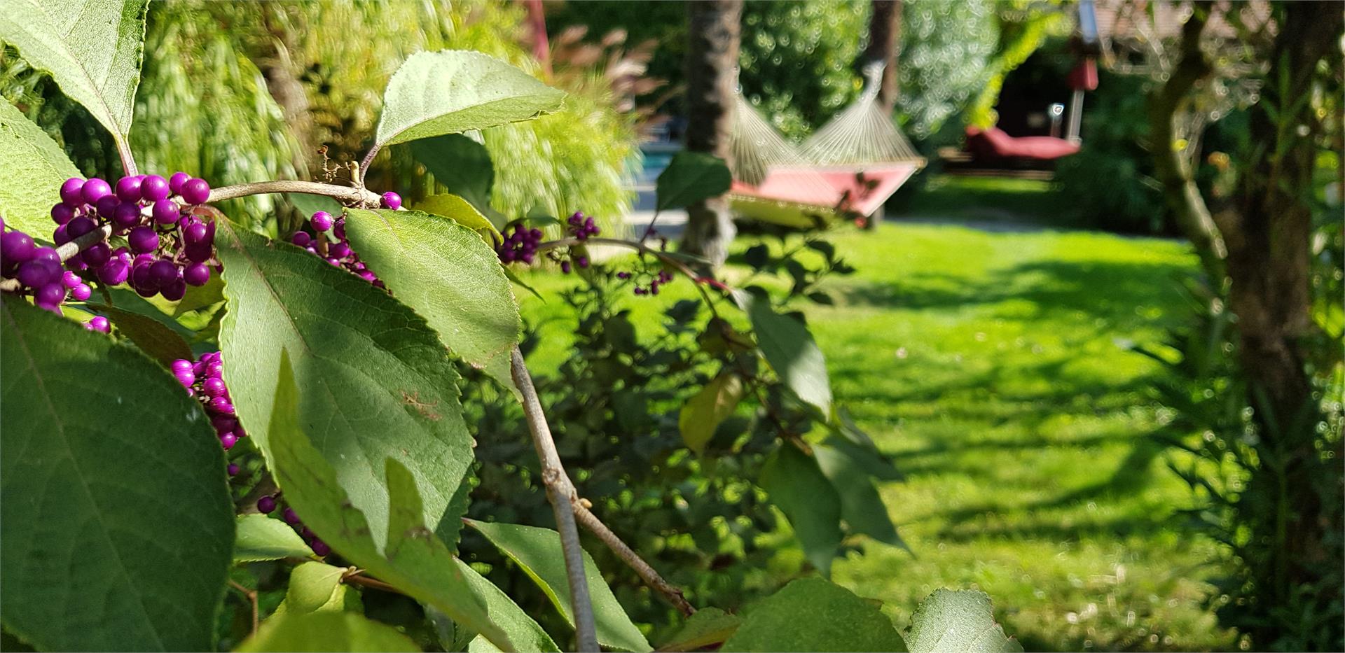 Gartenresidence Zea Curtis Meran/Merano 15 suedtirol.info