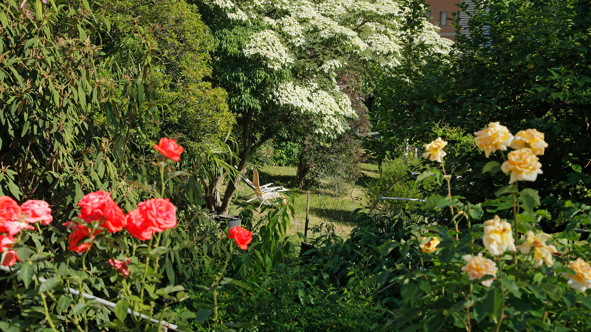 Garden