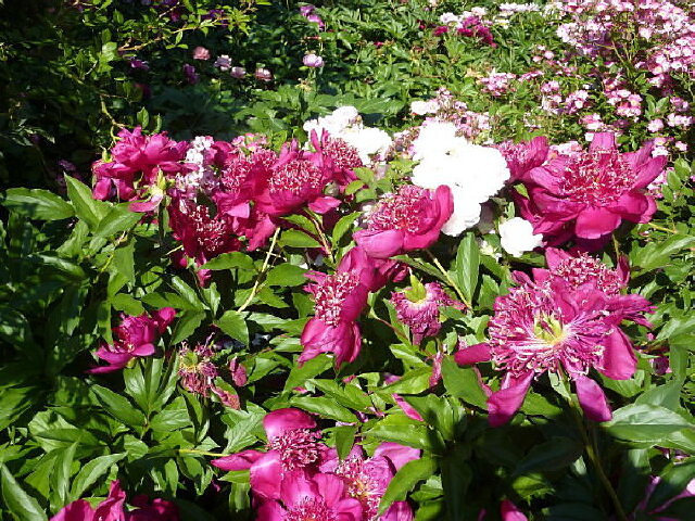 Garni Hotel Zima - Meran/Merano and environs - #13 - suedtirol.info