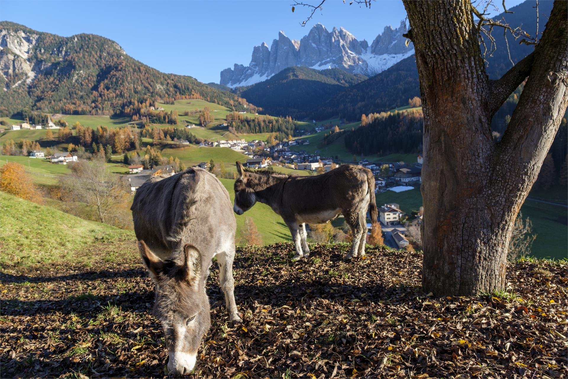Galreidhof Funes 6 suedtirol.info