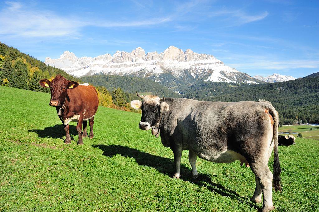 Geigerhof Welschnofen 14 suedtirol.info