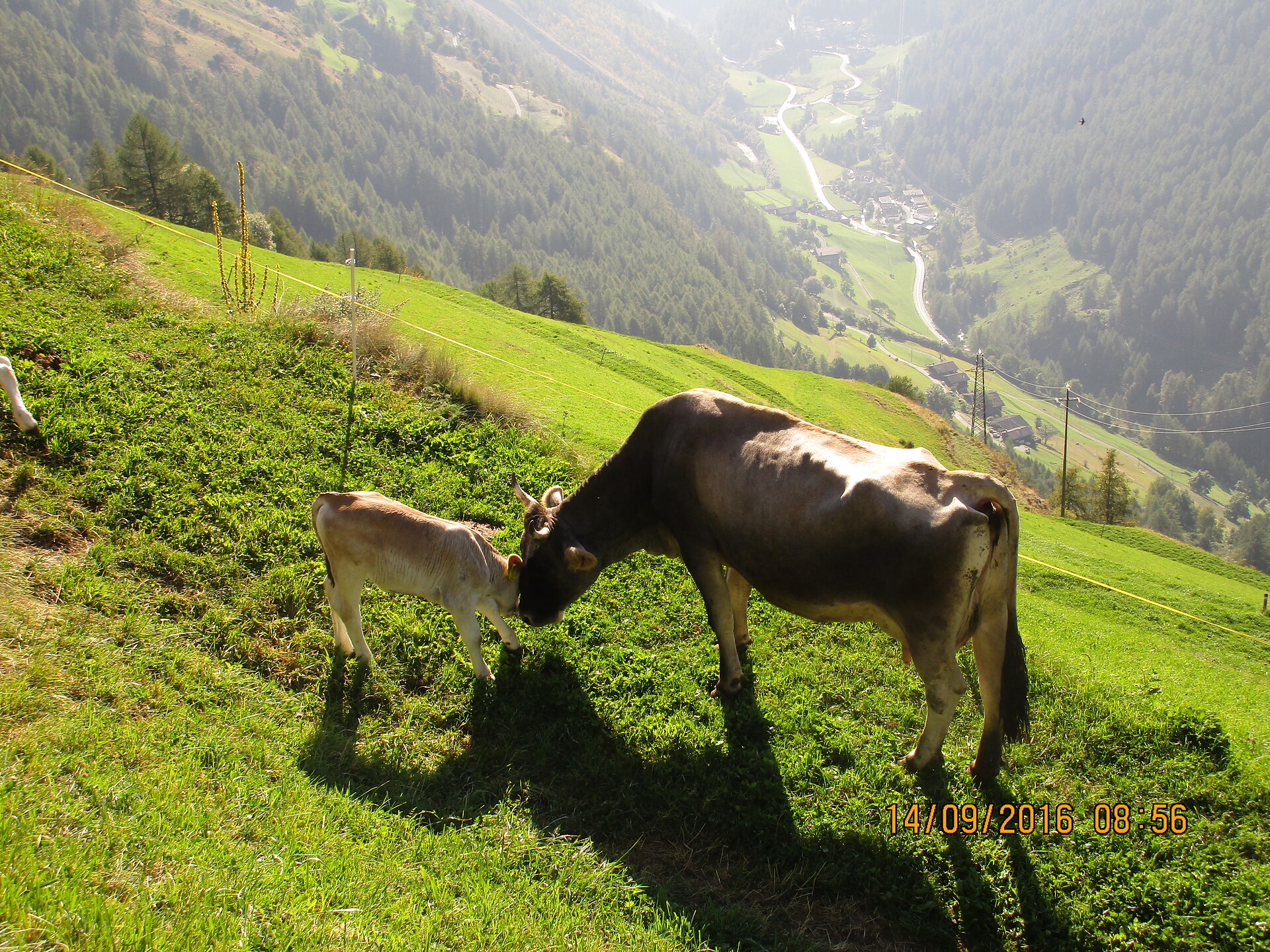Gfallhof