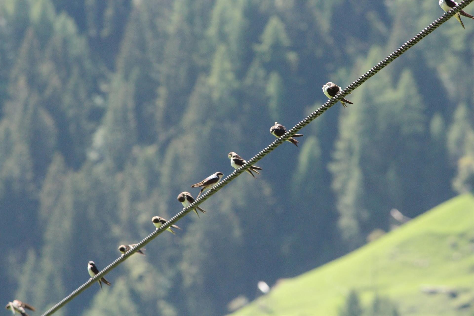 Gurschlhof Schnals 10 suedtirol.info